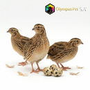Ovos De Codorna Férteis (japonica) - Destinado a Avicultura e Coturnicultura.
